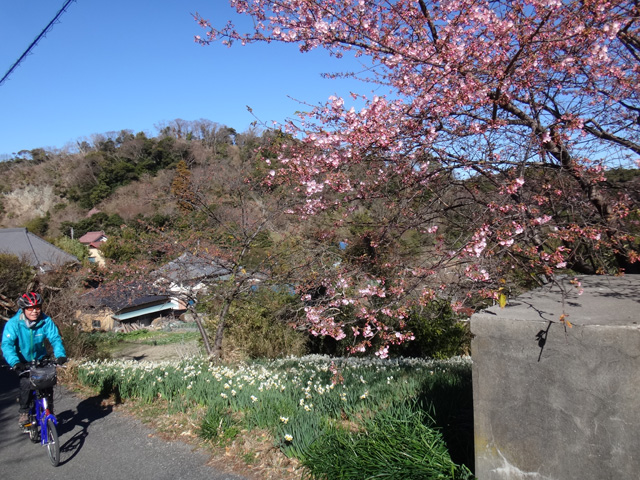 江月上の頼朝桜とサリーナ