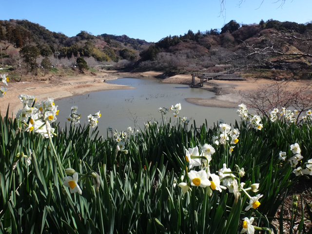 佐久間ダム湖と水仙