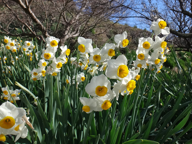 『よりとも桜と竹あかり』会場の水仙