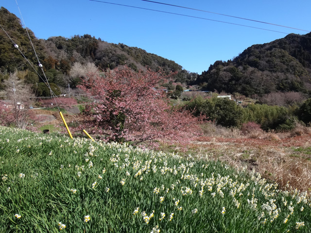 をくづれ水仙郷の水仙と桜
