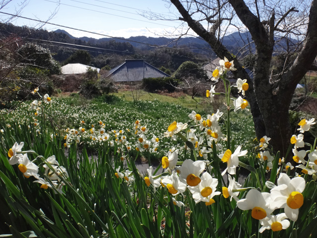 八雲神社の水仙