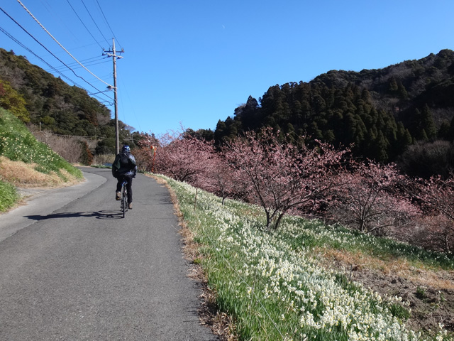 上るコテッチャン