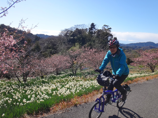 をくづれ水仙卿