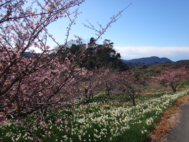 続く水仙と頼朝桜
