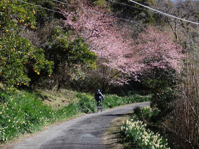 頼朝桜、水仙、夏みかん