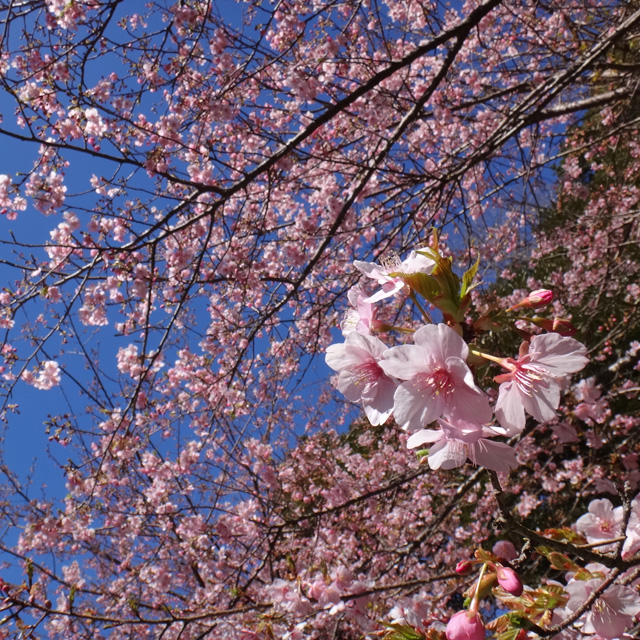頼朝桜