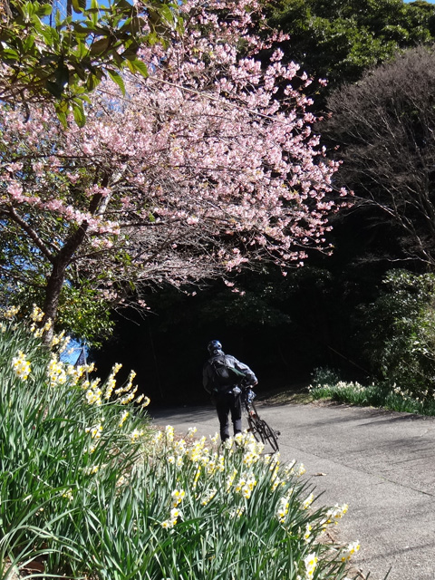 押しのコテッチャン