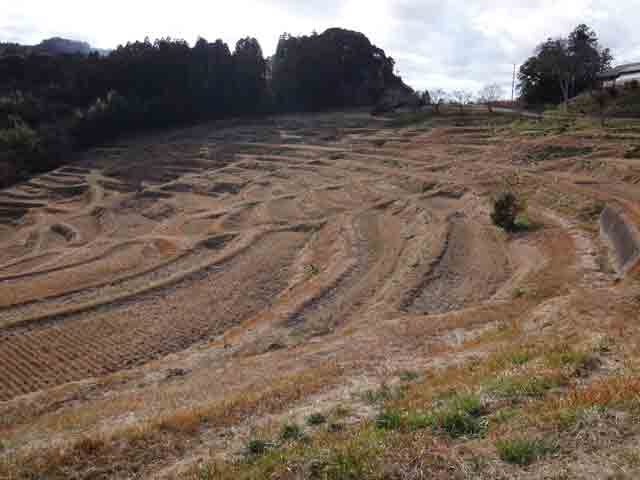 大山千枚田その１