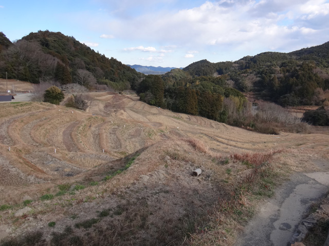 大山千枚田その２