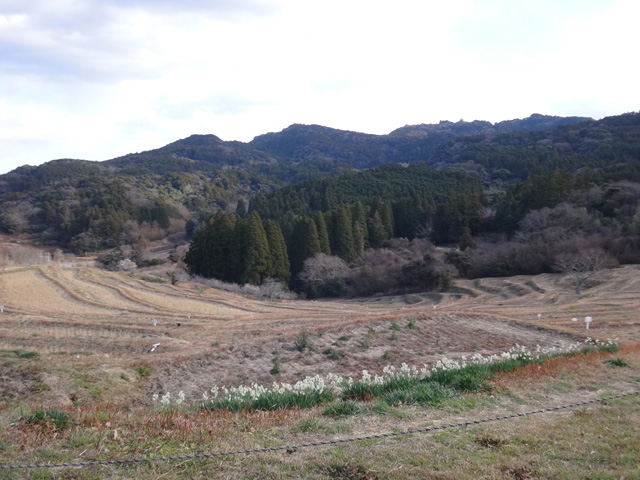 大山千枚田から見る千葉県最高峰愛宕山