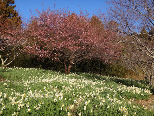 水仙と頼朝桜