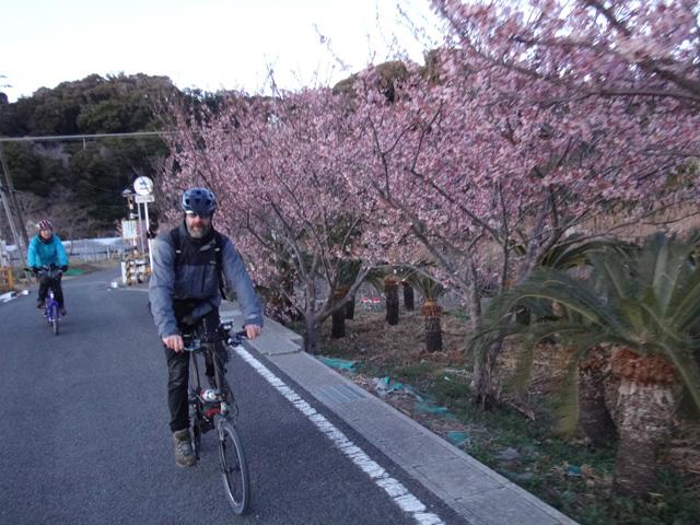 元朝桜の下を行く