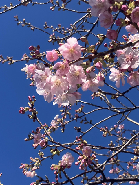 頼朝桜