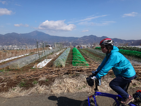 秦野の南から見る大山