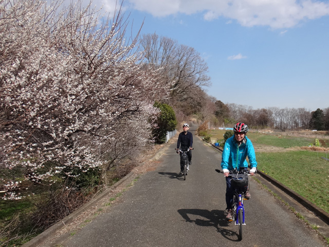 矢倉往還の白梅