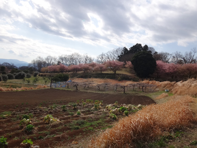 おおいゆめの里