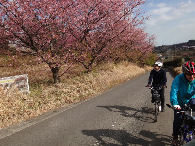 おおいゆめの里へ向かう道筋の桜