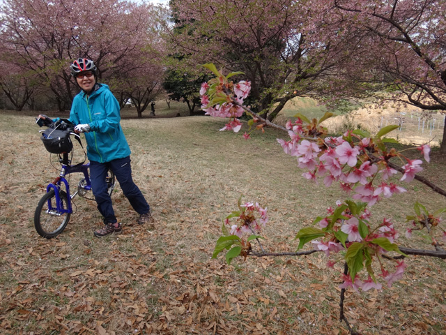 河津桜の中を行くサリーナ