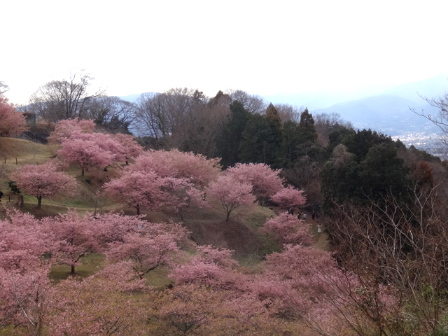 おおいゆめの里の花木園１