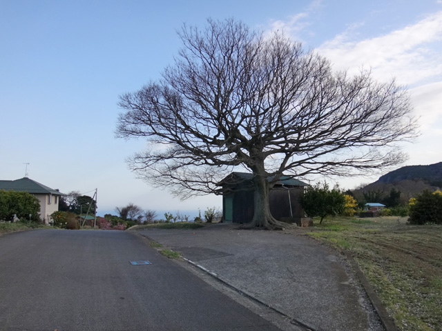 古怒田の外れに立つ一本榎