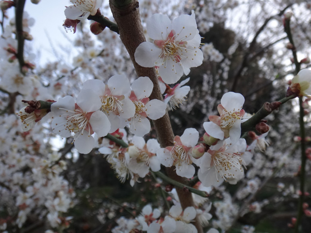 満開の白梅