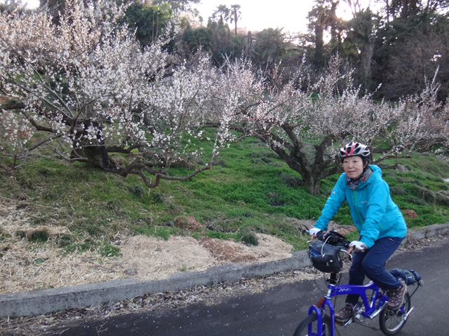 中井町田中の白梅