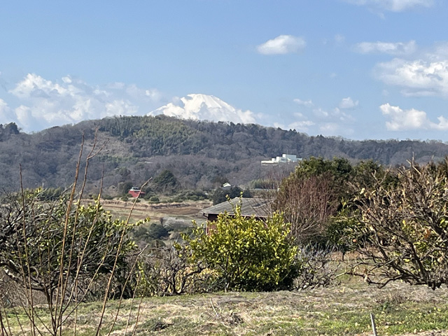 みかん畑から見た富士山