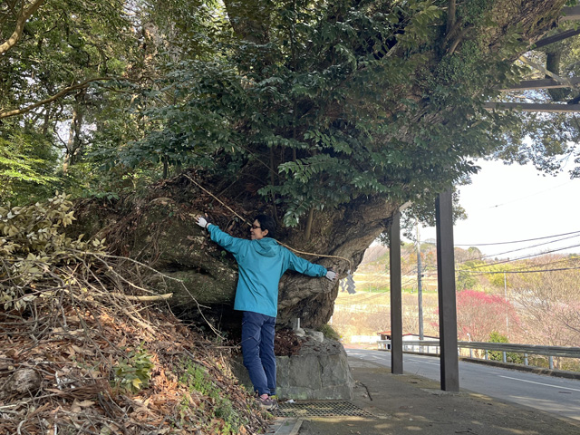 樹齢500年の椎の巨木