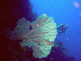 photo1　ウチワ珊瑚