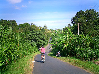 バナナの林のある細道