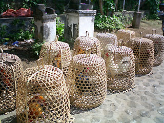 闘鶏の籠