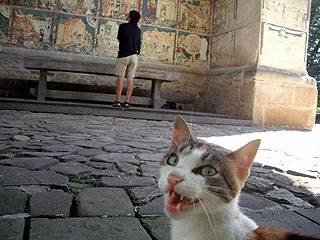アルボーレ修道院外壁のフレスコ画に見入るサイダーと猫