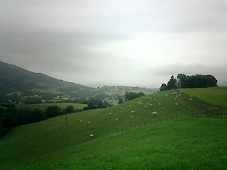 丘陵地と羊