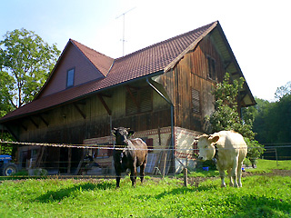 作業小屋と牛