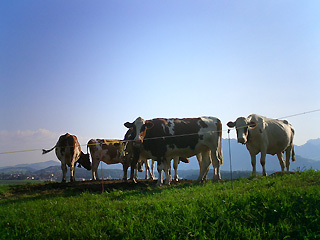 丘の上の牛さんたち
