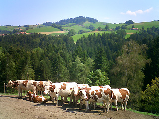牛の行列