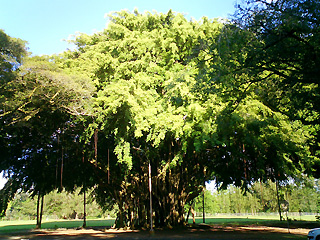 バニヤンという名の木