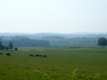 牛が草を食むのどかな風景