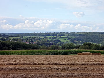麦畑と丘