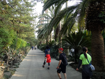 翰林公園の椰子並木