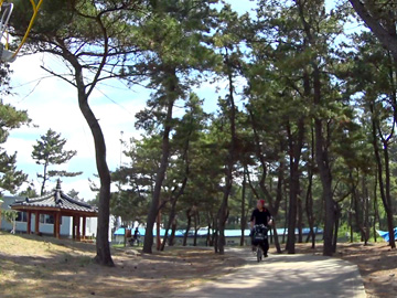 梨湖テウ海水浴場の松林