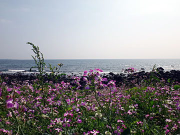 海辺の花