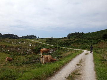 牛が草を食む道