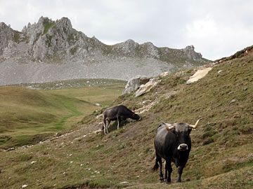 カンタブリア地方原産の牛