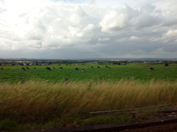 牧草地の風景