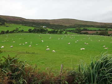 丘で草を食む羊の群れ