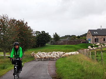 羊の群れに追われるサイダー