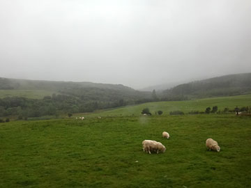 牧草地の羊