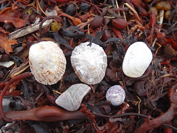 浜辺の海藻と貝