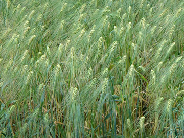 麦畑その１